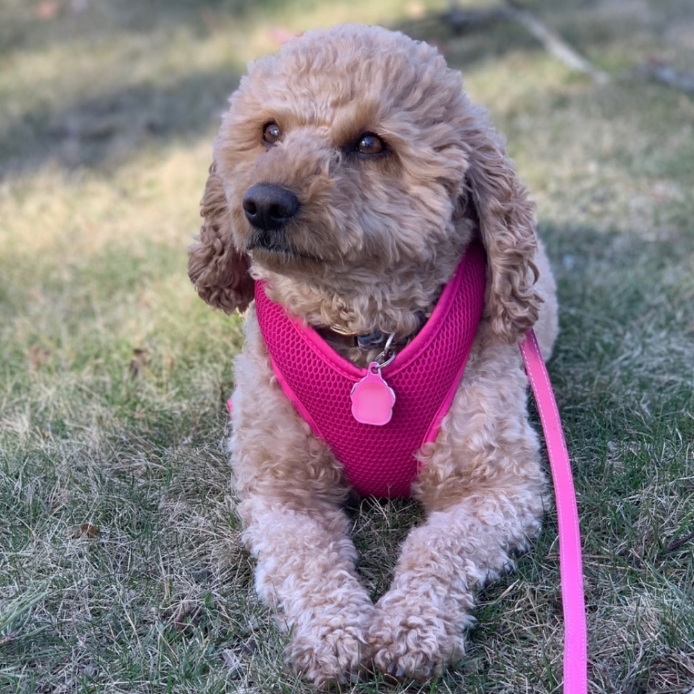 Meet your Posher, Julia